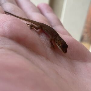 Meet your Posher, Raven